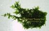 Vesicularia ferriei Weeping Moss