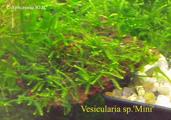 Vesicularia sp.Mini