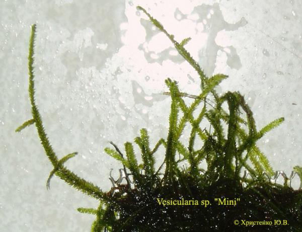 Vesicularia sp. Mini