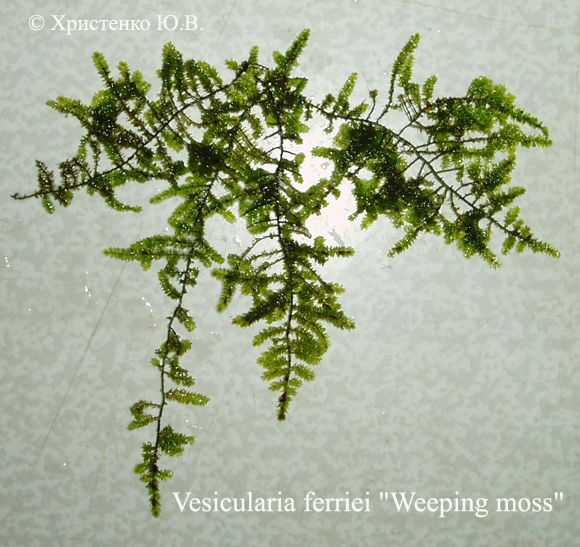 Weeping moss