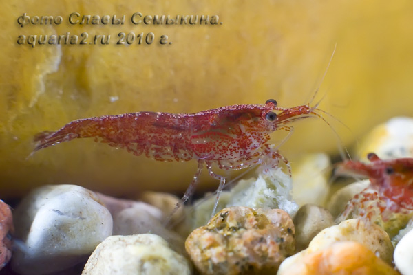 Подросток Neocaridina denticulata sinensis var. "Red Cherry". 