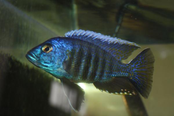 Малавийские цихлиды (Pseudotropheus sp.)