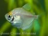 gymnocorymbus