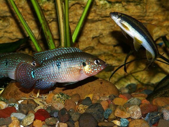 Хромис красавец ( Hemichromis bimaculatlis )