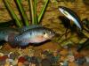 Хромис красавец ( Hemichromis bimaculatlis )