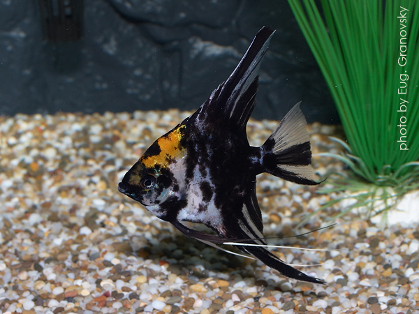 Скалярия (Pterophyllum scalare), селекционная форма