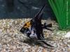 Скалярия (Pterophyllum scalare), селекционная форма
