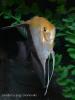 Скалярия (Pterophyllum scalare), селекционная форма