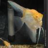 Скалярия (Pterophyllum scalare), селекционная форма