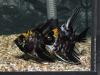 Скалярия (Pterophyllum scalare), селекционная форма