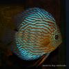 Дискус (Symphysodon sp. var.), селекционная форма