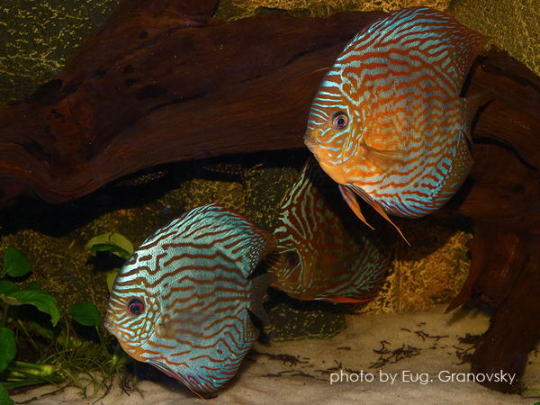 Дискусы (Symphysodon sp. var.), селекционная форма