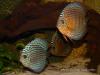Дискусы (Symphysodon sp. var.), селекционная форма