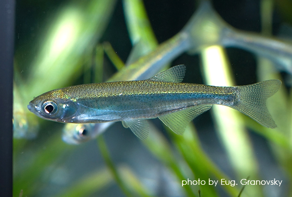 Уклея (Alburnus аlburnus )