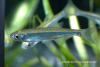 Уклея (Alburnus аlburnus )