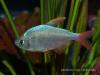 Сапфировая тетра (Hyphessobrycon ecuadoriensis)