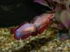 Петушок (Betta splendens), самки