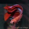Петушок (Betta splendens), селекционная форма