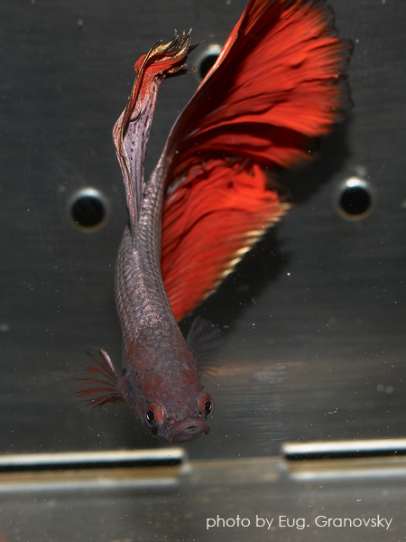 Петушок (Betta splendens), селекционная форма