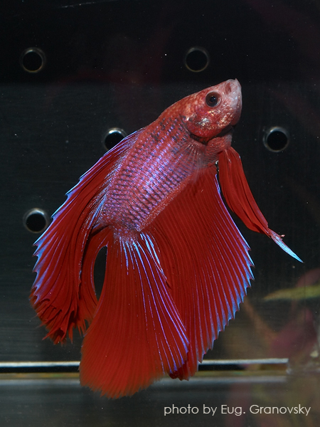 Петушок (Betta splendens), селекционная форма