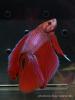 Петушок (Betta splendens), селекционная форма