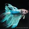 Петушок (Betta splendens), селекционная форма