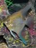 Скалярия (Pterophyllum scalare), селекционная форма