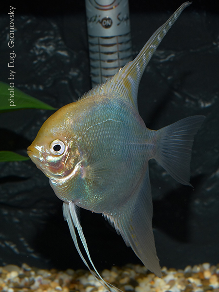 Скалярия (Pterophyllum scalare), селекционная форма