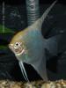 Скалярия (Pterophyllum scalare), селекционная форма