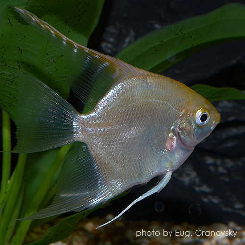 Скалярия (Pterophyllum scalare), селекционная форма