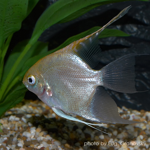 Скалярия (Pterophyllum scalare), селекционная форма