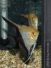 Скалярия (Pterophyllum scalare), селекционная форма