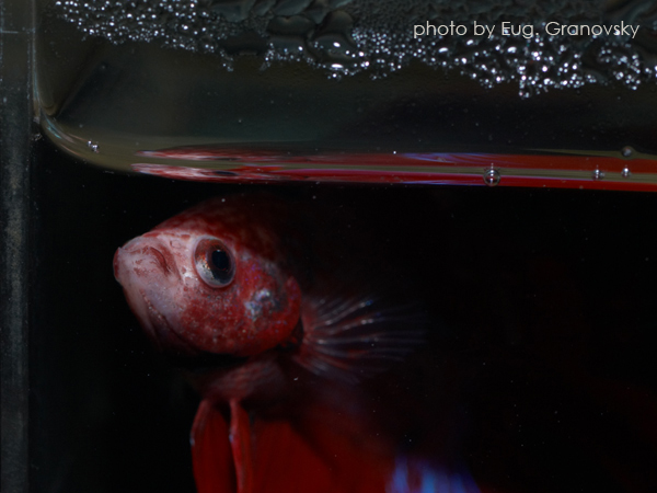 Петушок (Betta splendens)