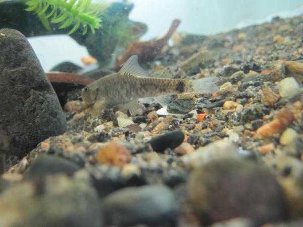 Garra rufa