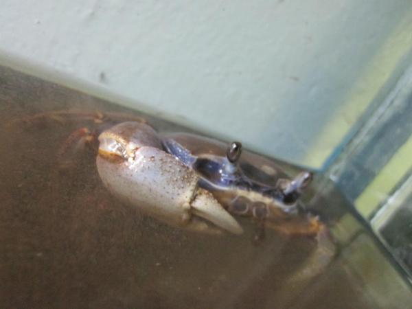 Радужный краб (Cardisoma armatum)