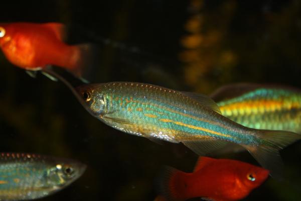 Данио малабарский (Devario malabaricus)
