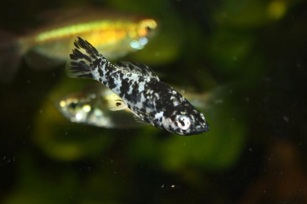 Моллинезия - далматин (Poecilia sphenops var.)