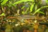 Caridina japonica, Креветка Амано 