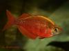 Глоссолепис (Glossolepis incisus), самец