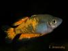 Меланотения Паркинсона (Melanotaenia parkinsoni), самец