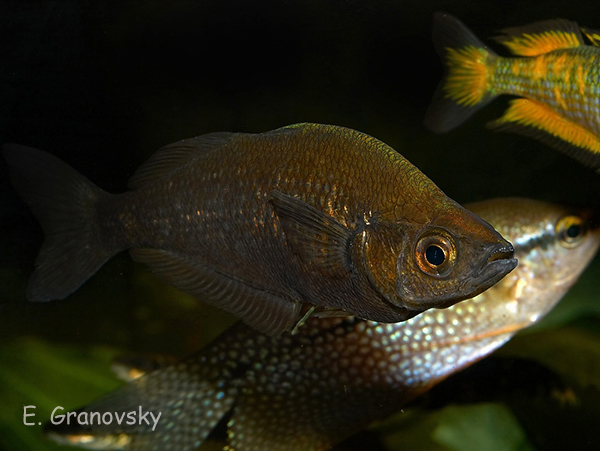 Глоссолепис (Glossolepis incisus), самка