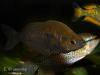 Глоссолепис (Glossolepis incisus), самка