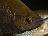 Глоссолепис (Glossolepis incisus), фрагмент, самка