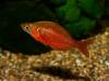 Глоссолепис (Glossolepis incisus), самец