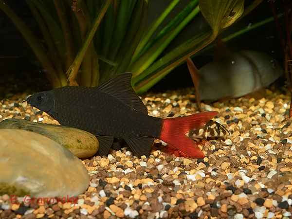 Лабео двухцветный (Epalzeorhynchus bicolor)
