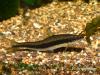 Сиамский водорослеед (Epalceorhynchus siamensis)