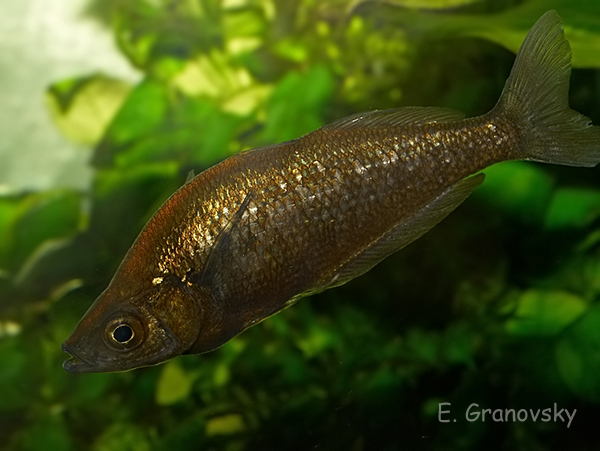 Глоссолепис (Glossolepis incisus), самка