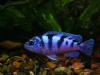 Pseudotropheus lombardoi ( самочка )