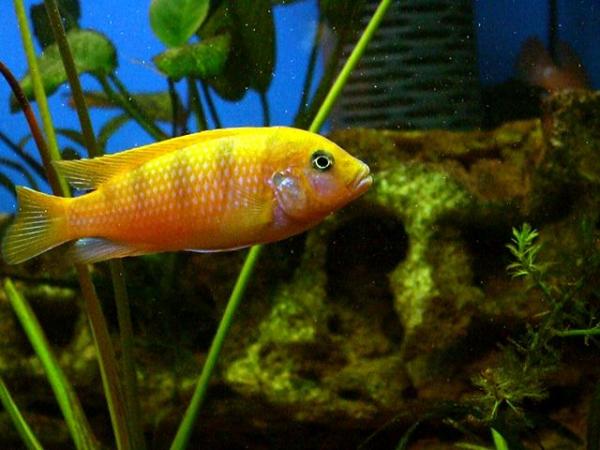 Pseudotropheus lombardoi