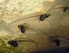 Kryptopterus bicirrhis, стеклянный сом